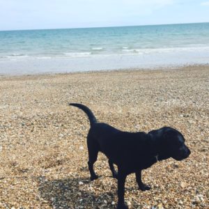 Ida a Black labrador standing on a stony beach with the sea in the background