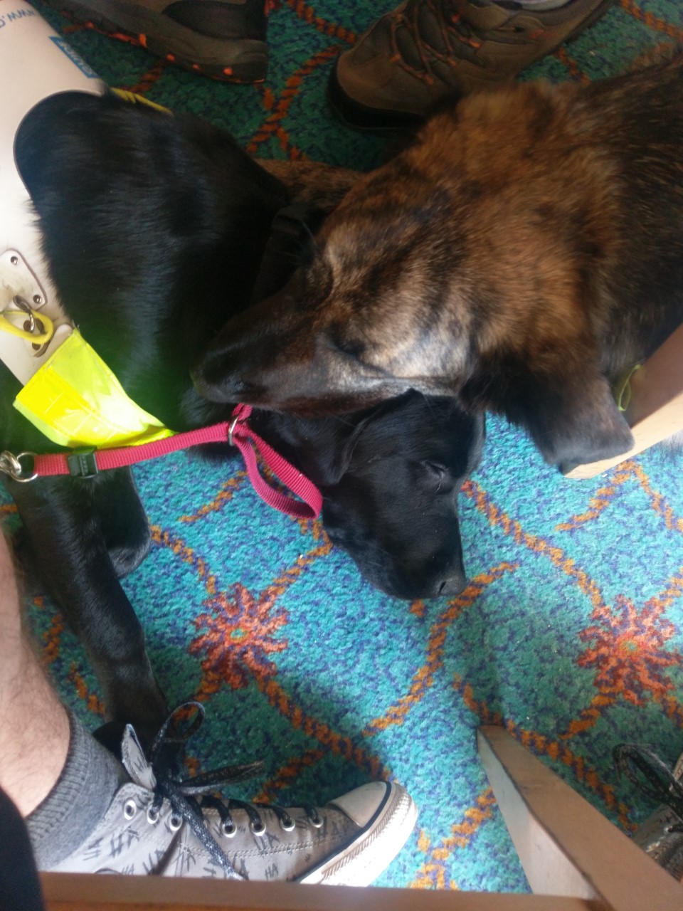 Ida lying on the floor with Dylan a brown Alsatian lying his head on top of her head