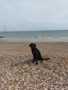 Ida sitting on a pebble beach with the sea behind her