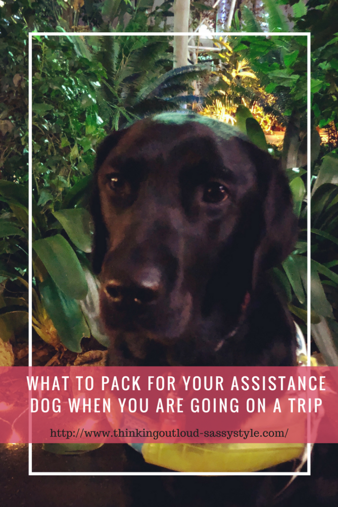 Black labrador Ida sitting down infront of some Green bushes and the text"What to pack for your assistance dog when you are going on a trip" on a pink banner
