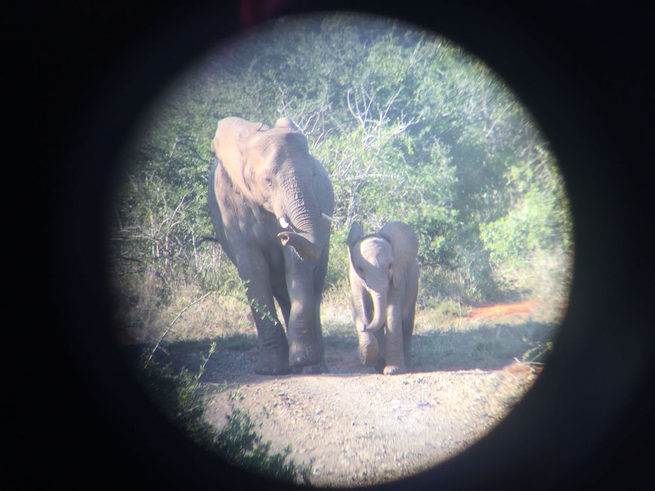 Through the snapzoom adaptor, on the left a large elephant walks towards the camera, with its trunk slightly raised. The elephant looks towards the right, at a much younger elephant also walking towards the camera