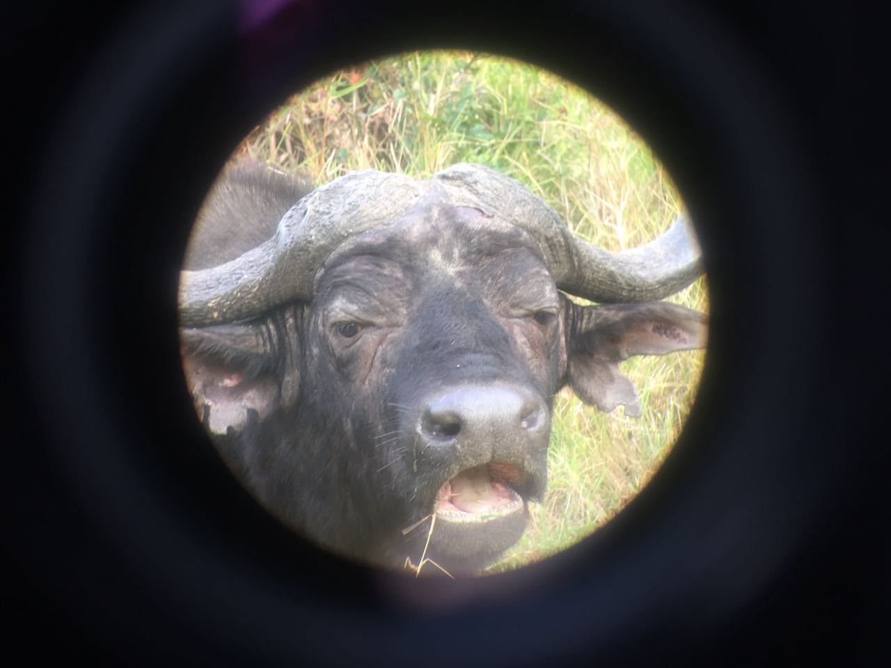 Through the snapzoom adaptor, a close up of the face of a buffalo, lazily chewing on grass, with its horned helmet visible
