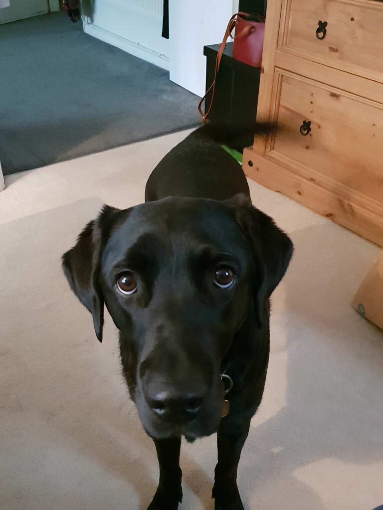 Ida the black Labrador looking directly into the camera