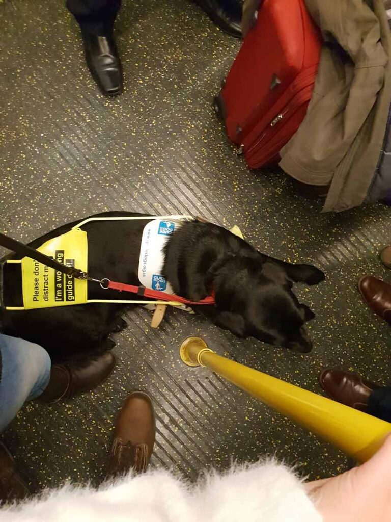 Ida the black Labrador wearing her bright yellow guide dog harness, lying on the floor of a crowded tube train.