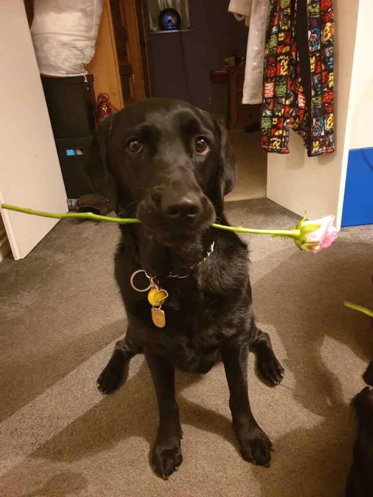 Ida the black Labrador sitting down on the brown carpet inside a house, holding a pink rose in her mouth.