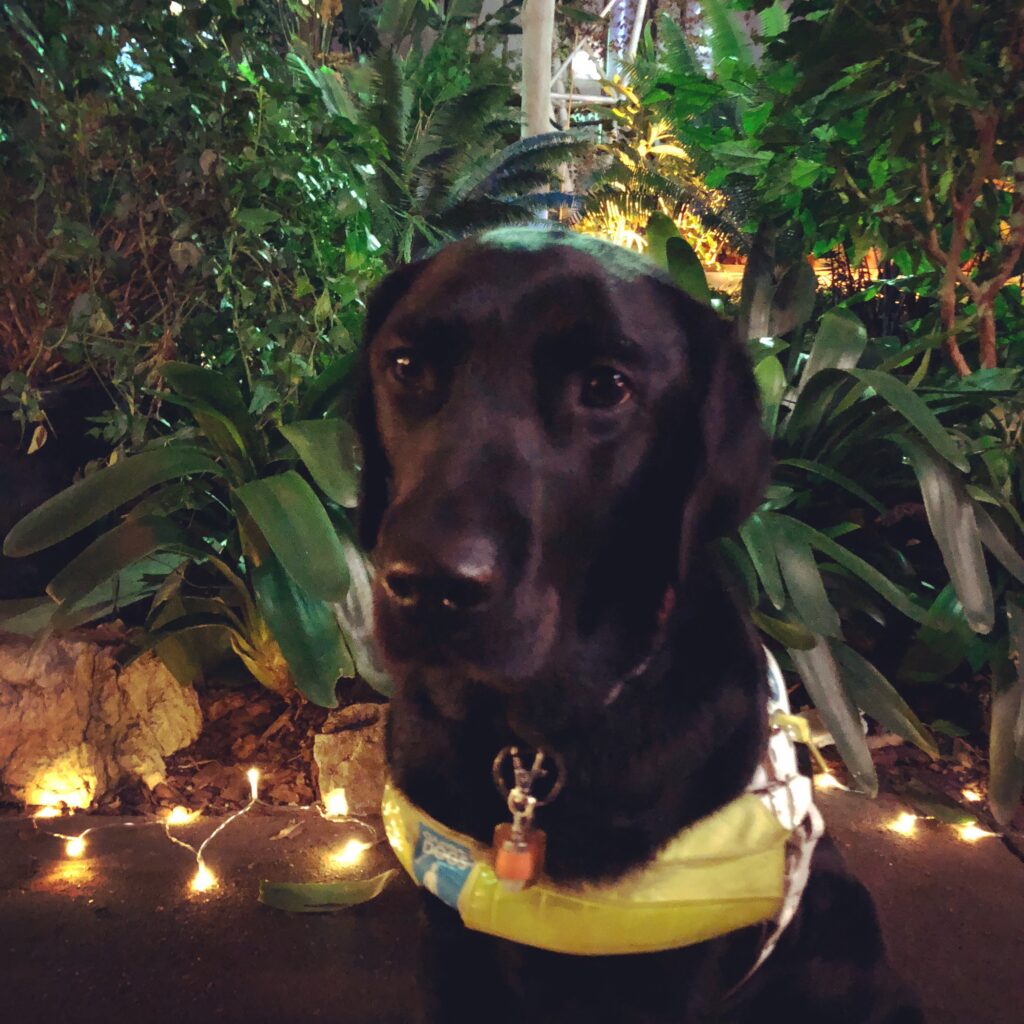 Ida a black Labrador sits in front of tropical Green foliage while wearing her guide dog harness and looks towards the camera.