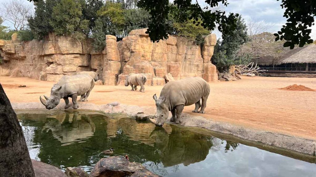 Two rhinos drinking water from a watering hole at the Bioparc. There is another one walking towards the rocks in the background.